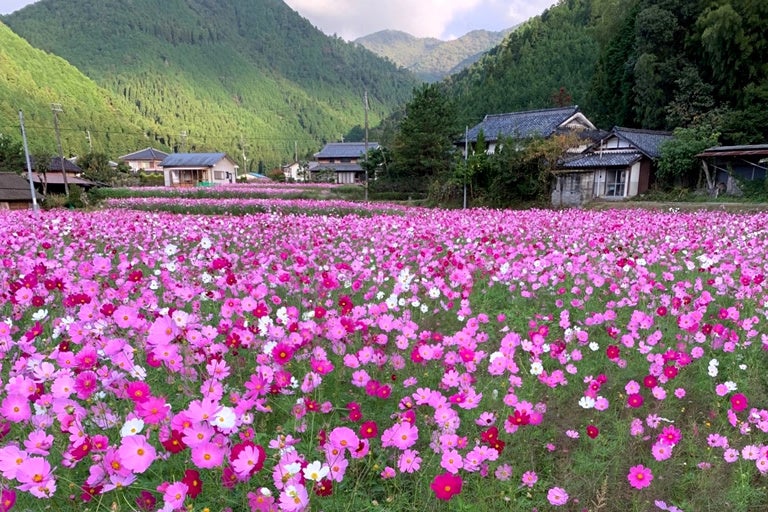 清住コスモス園