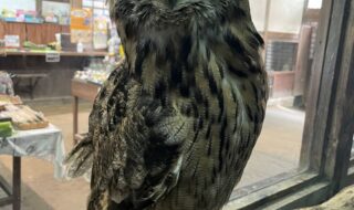 ワシミミズクのタマ君。フクロウ編ご長寿ランキング第一位。