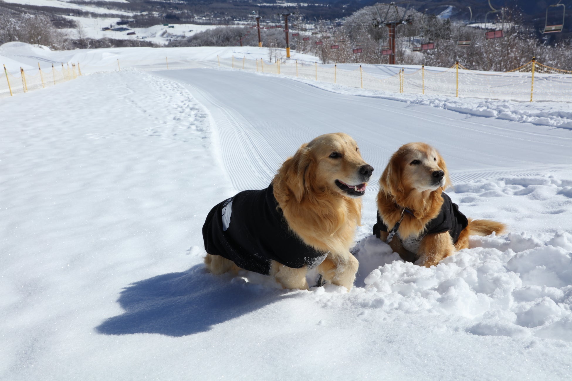 雪上ドッグラン イメージ