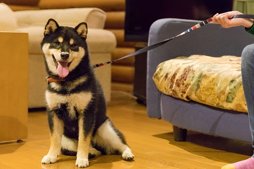 11月1日の「犬の日」にワンちゃんと一緒に泊まれるログハウスが増設されます！