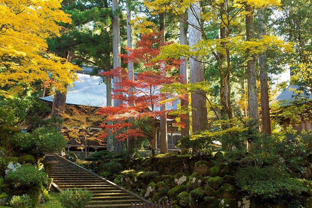 永平寺は紅葉の美しさも名高く、特に境内の入口付近や最奥の法堂(ハットウ)周辺が紅葉の見どころです。歴史を感じる老木、大木が織り成す紅葉の道を歩きます