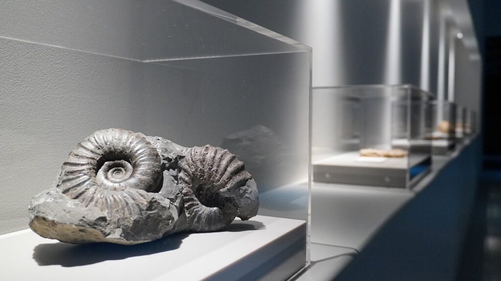 【新展示「昔と今をつなぐ海の化石」 ※イメージ】