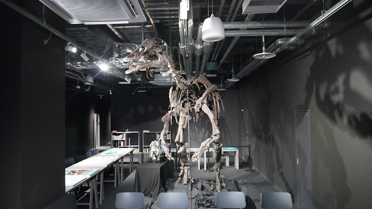 【5F「CO-WORKING」にて展示されている「カムイサウルス」の全身復元骨格標本】