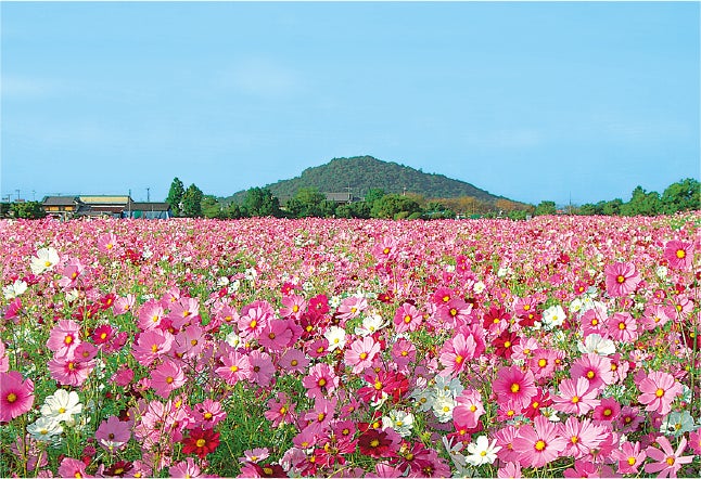 藤原宮跡のコスモス畑