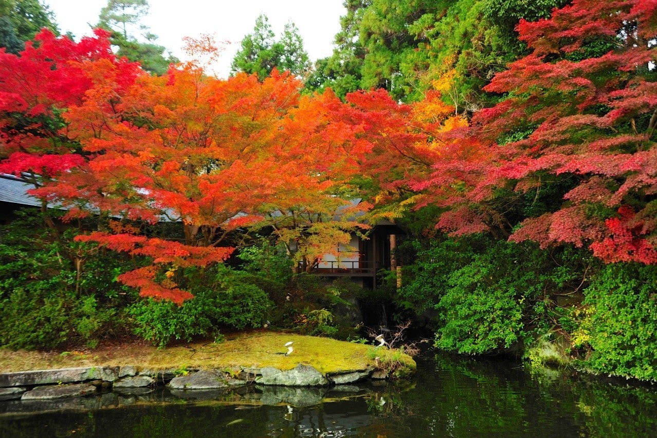 秋の茶寮