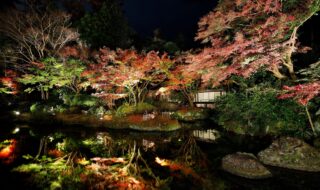 「茶寮」と日本庭園　紅葉の季節の夜景