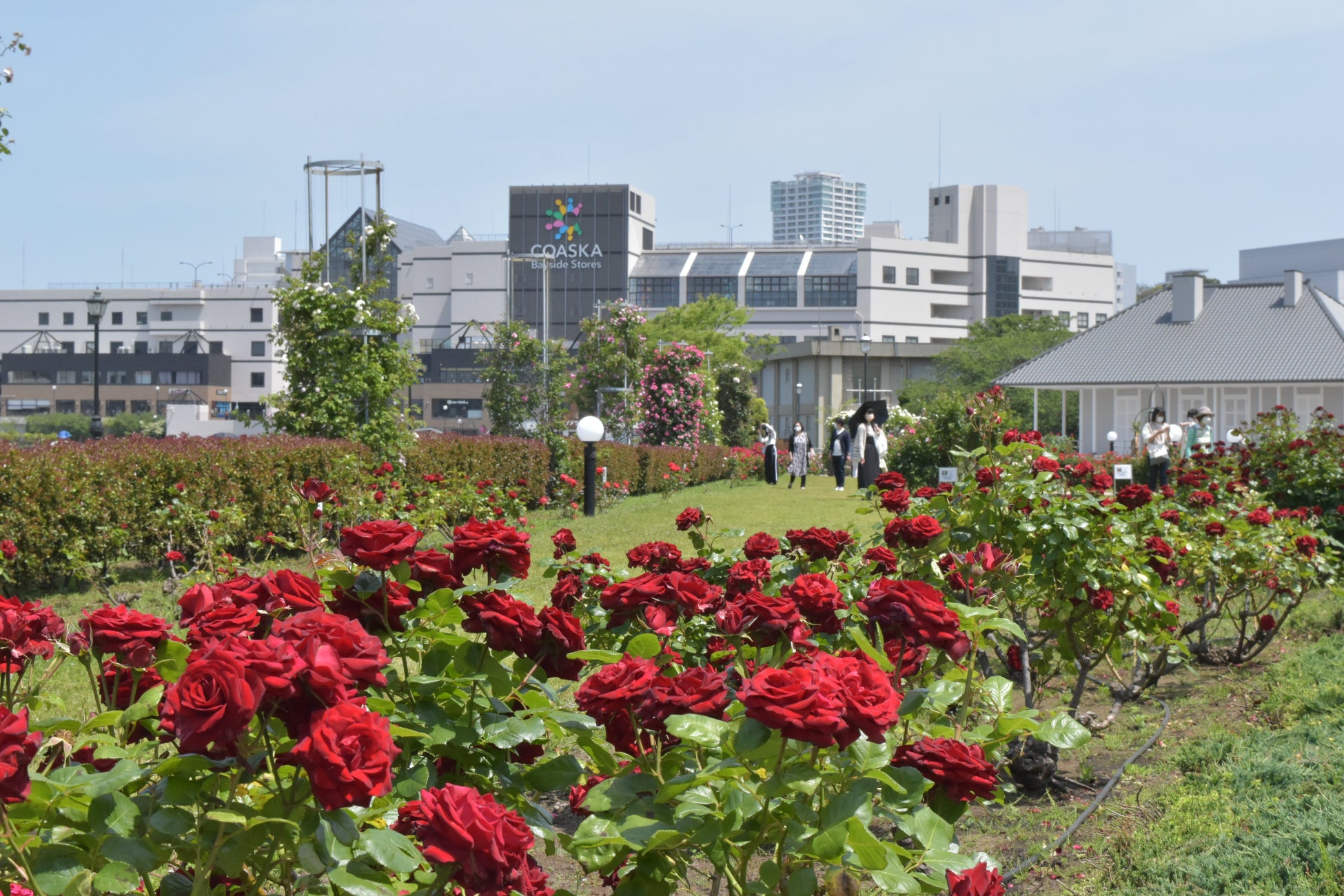 「秋のローズフェスタ」期間中、フランス式花壇の芝生エリアを特別解放