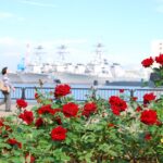 横須賀港に面し「バラ」と「海」と「歴史」を一度に感じられるバラの名所が秋の見頃を迎えます