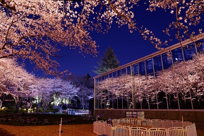 ライトアップされた夜桜が映るHANA・BIYORI館