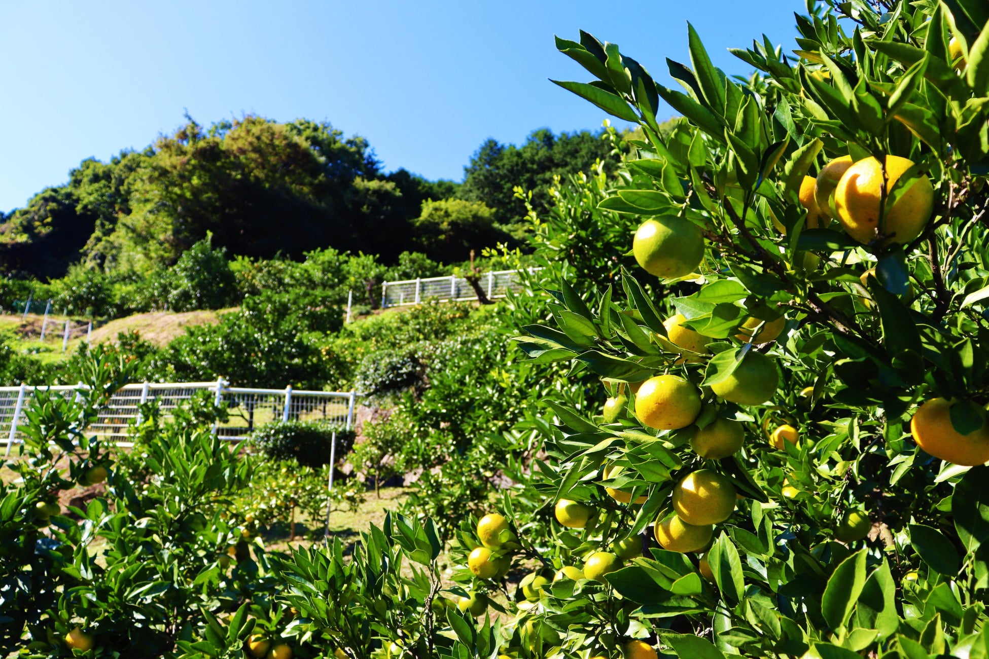 風布みかん山（イメージ、寄居町提供）