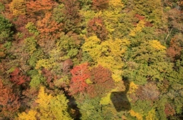 足元は紅葉のじゅうたん