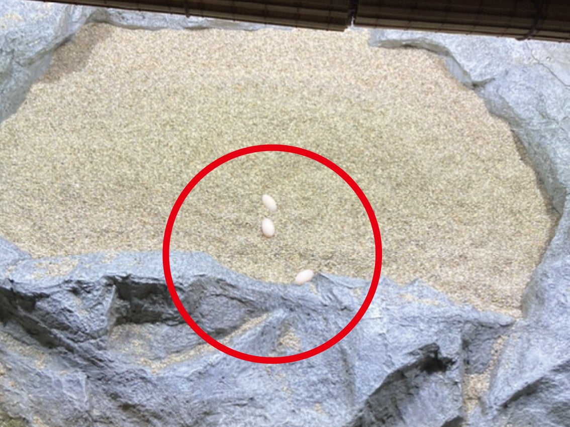 ニシキマゲクビガメの卵