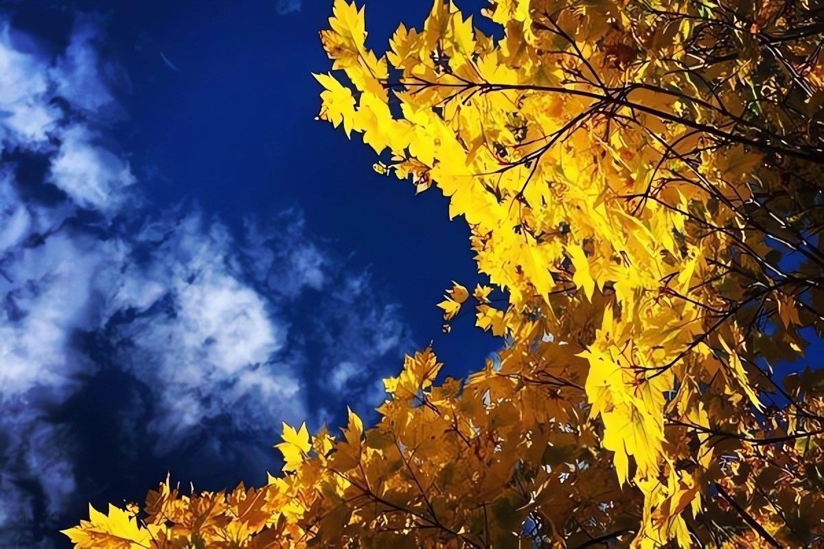 澄んだ空の青とダケカンバの黄色く染まった紅葉の美しいコントラストを楽しめます