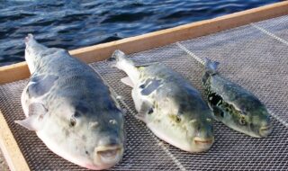 右から1年物、2年物、左が3年物の「淡路島3年とらふぐ」