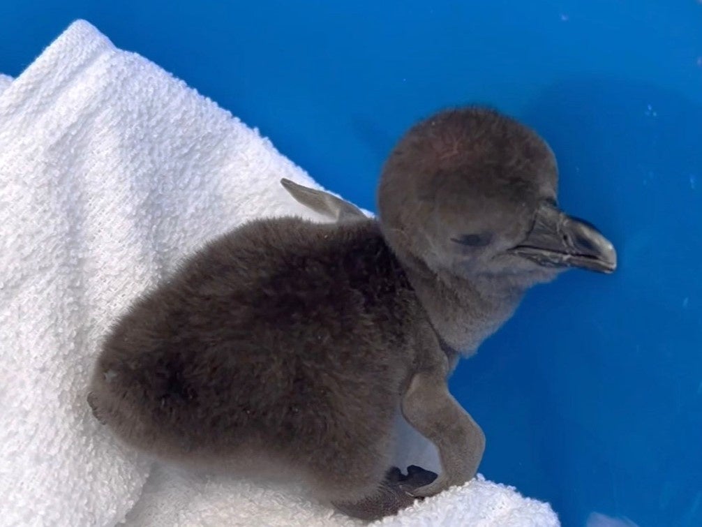 10月6日生まれのケープペンギンの雛（2023年10月6日撮影）