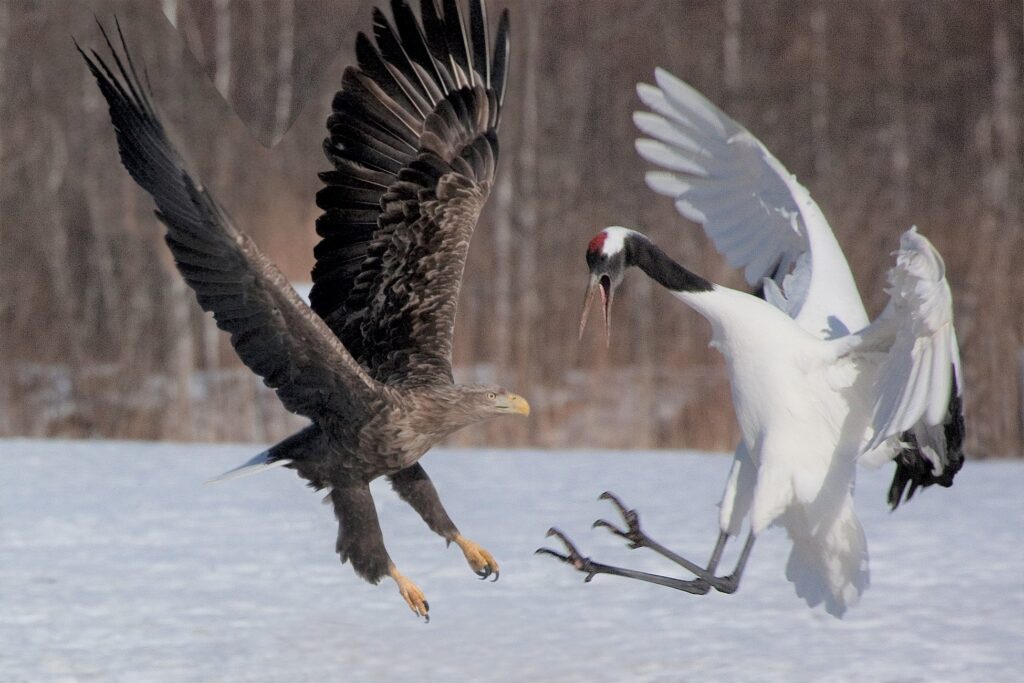 オジロワシとタンチョウ