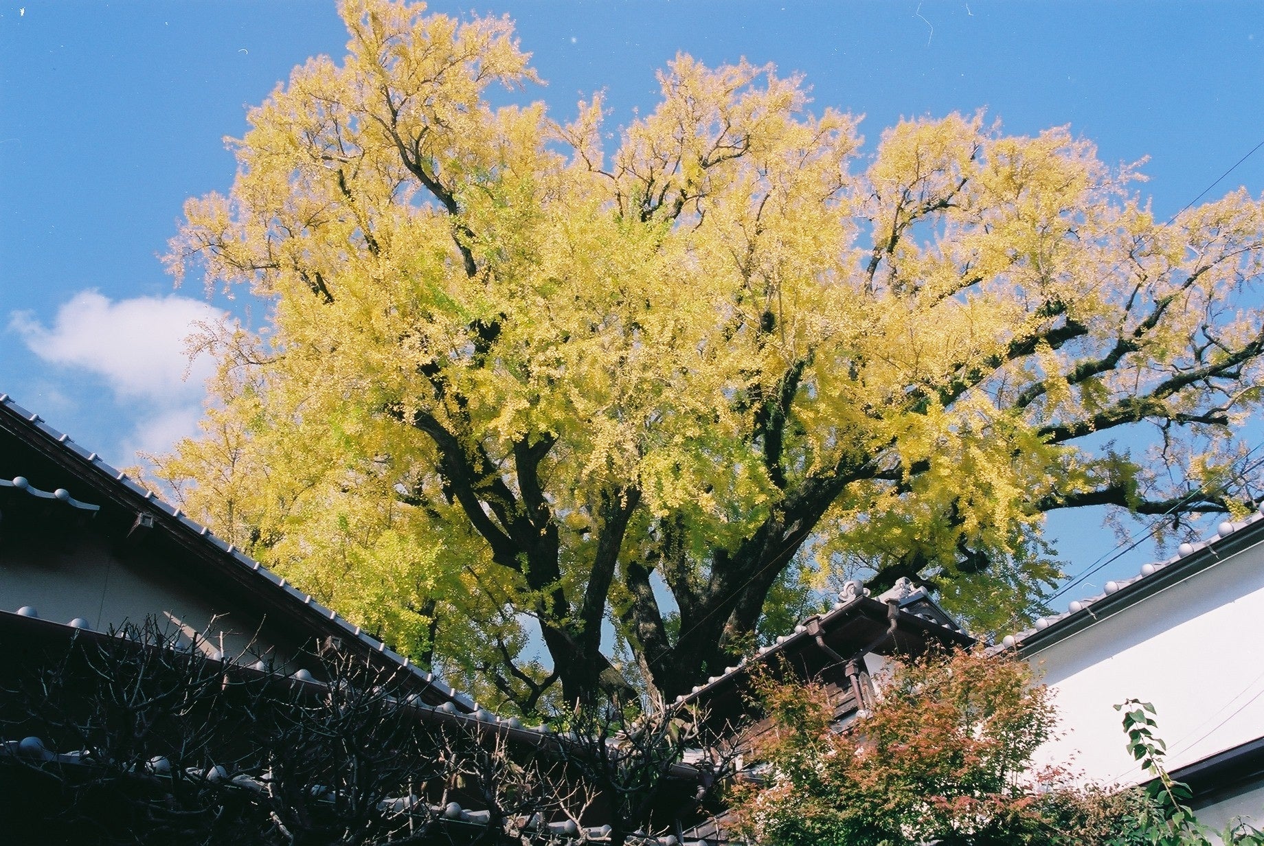 有田の大公孫樹