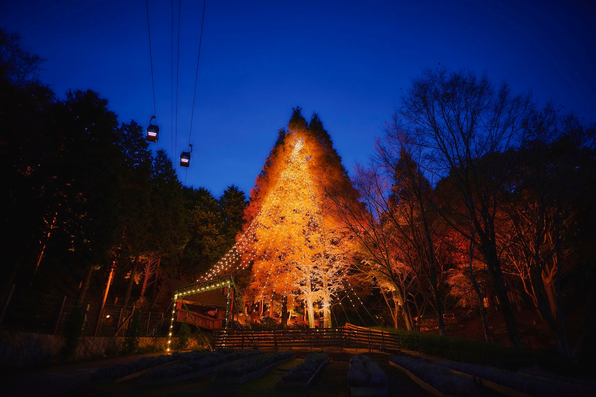 森のクリスマスツリー