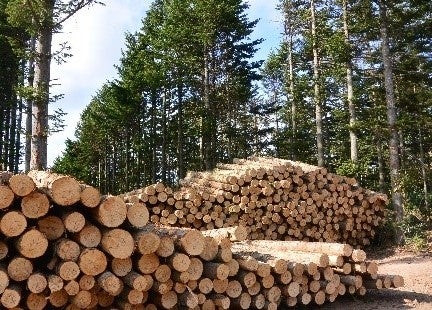 森林保護のために間伐された木材