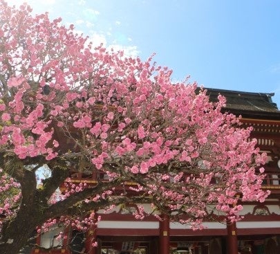 太宰府天満宮・飛梅