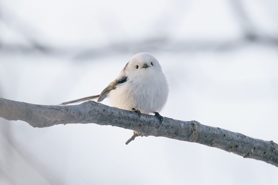 雪の妖精「シマエナガ」