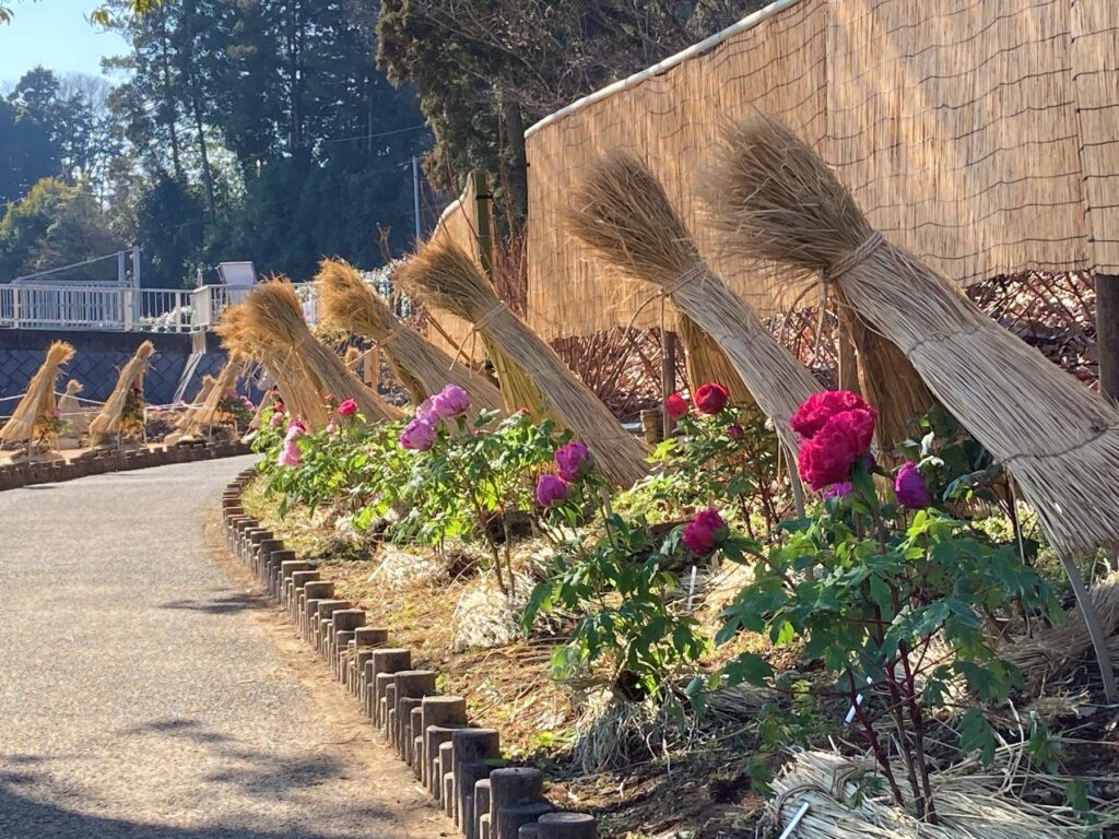 1月に開花するよう特別な管理で抑制栽培した島根県・大根島産のぼたんを展示