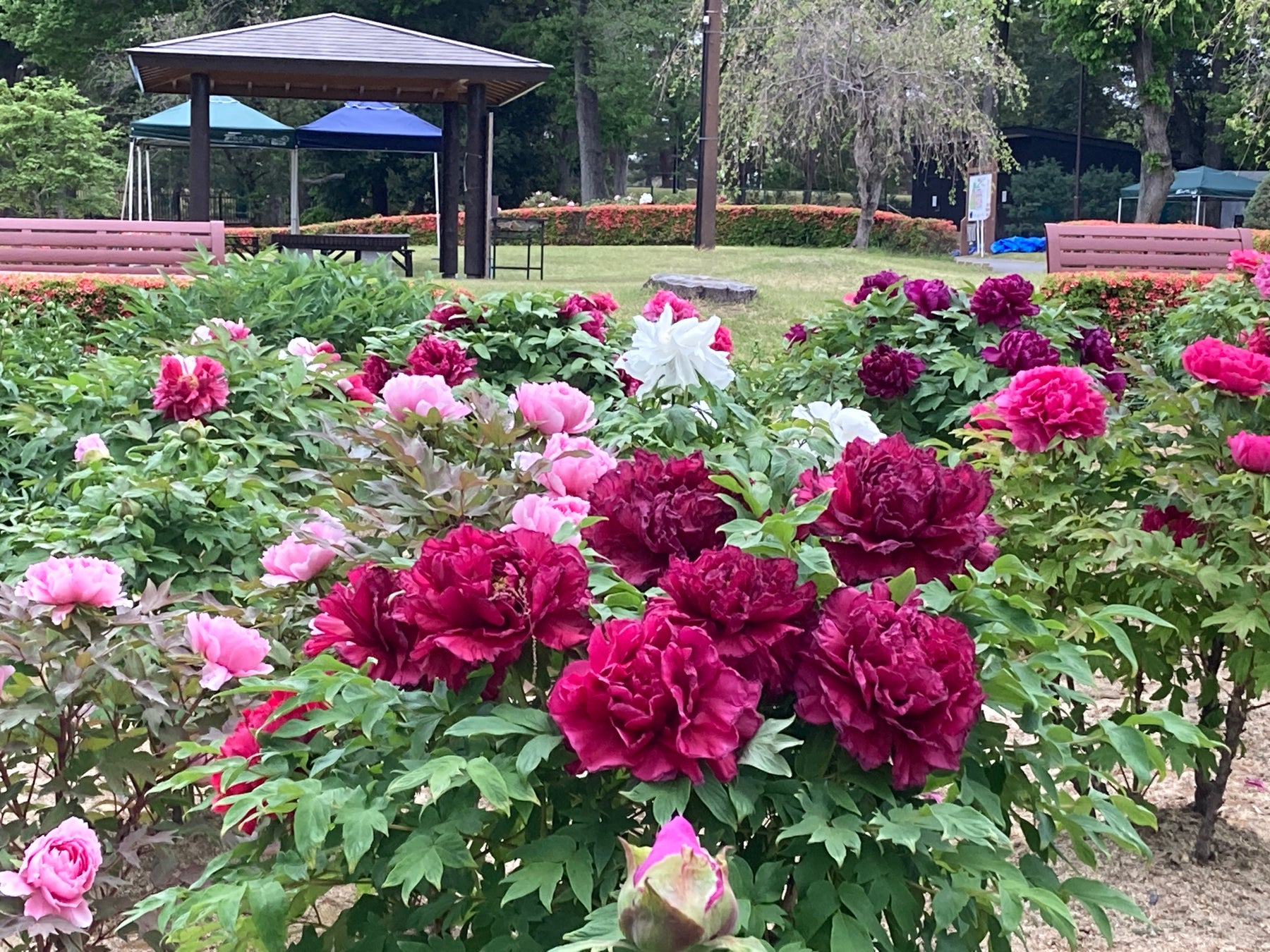 東松山ぼたん園（※春のぼたん開花の様子）