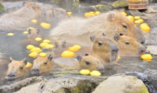 ゆず湯につかるカピバラファミリー