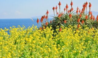 菜の花とアロエが見頃