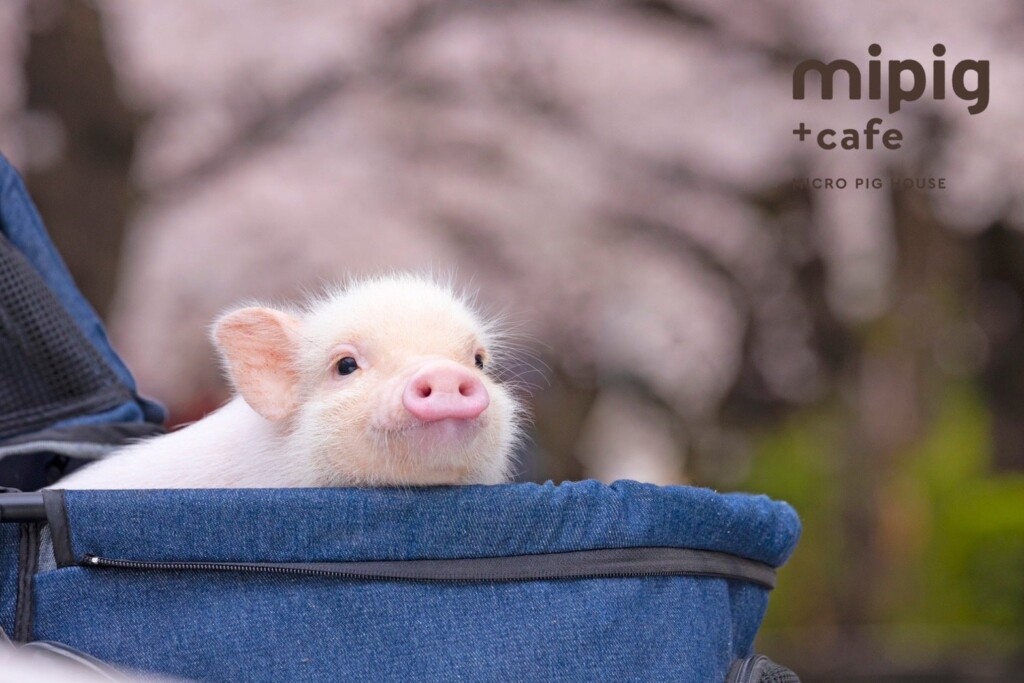 マイクロブタさんと桜