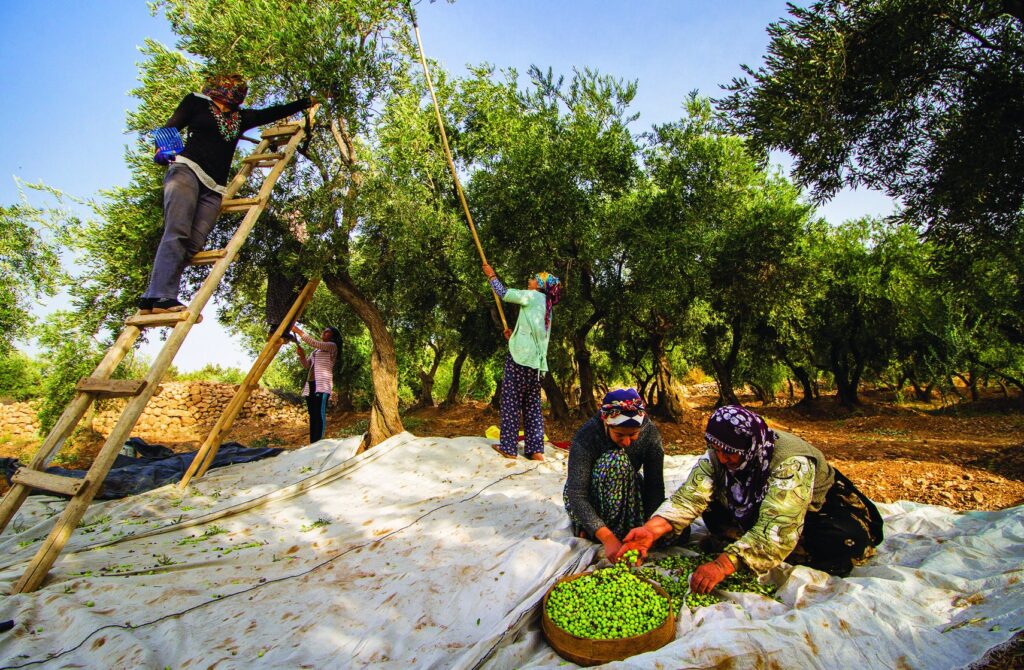 ユネスコ無形文化遺産の１つ　「伝統的なオリーブ栽培」