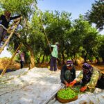 ユネスコ無形文化遺産の１つ　「伝統的なオリーブ栽培」