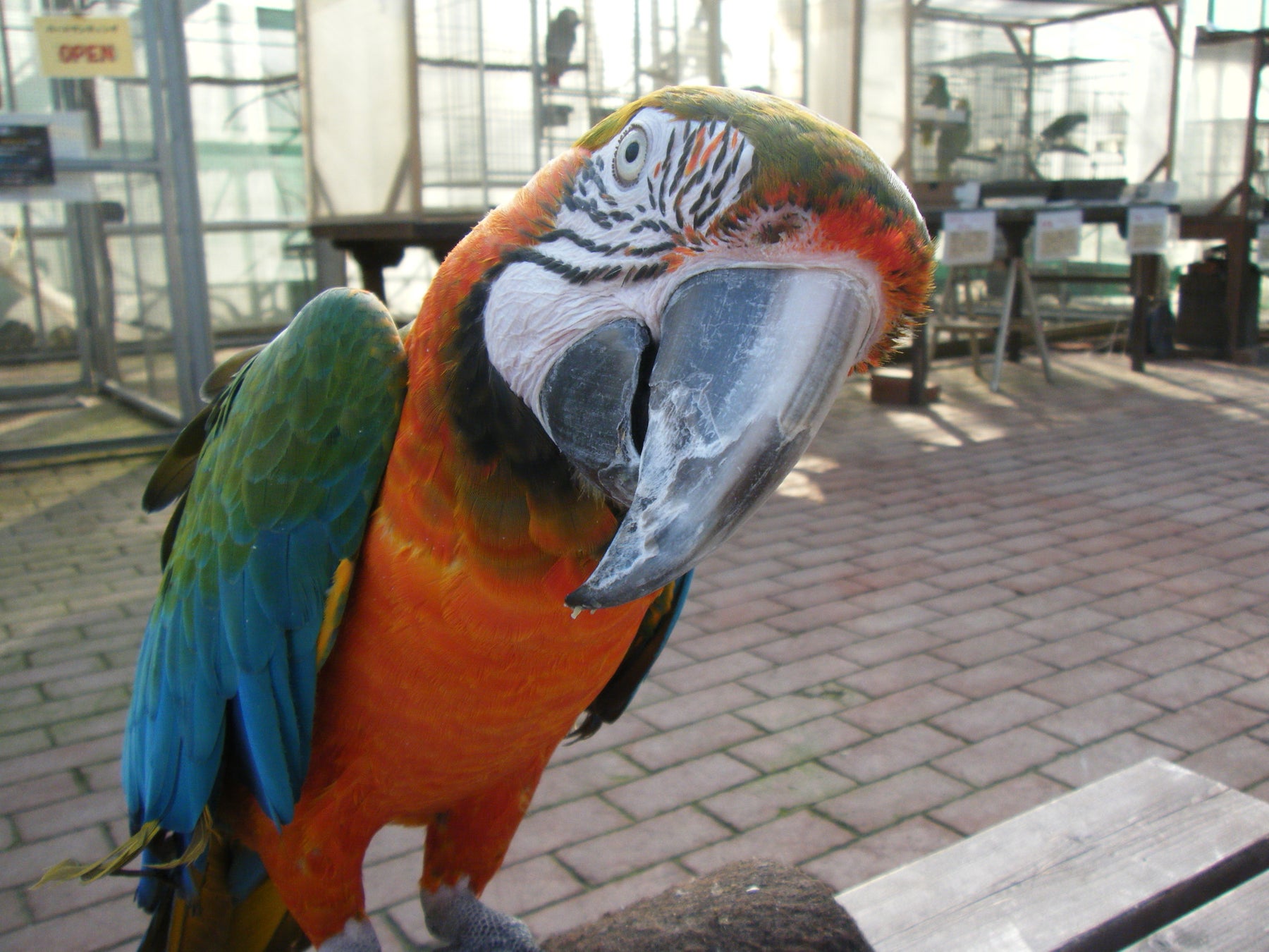 ハルクコンゴウインコのハル君