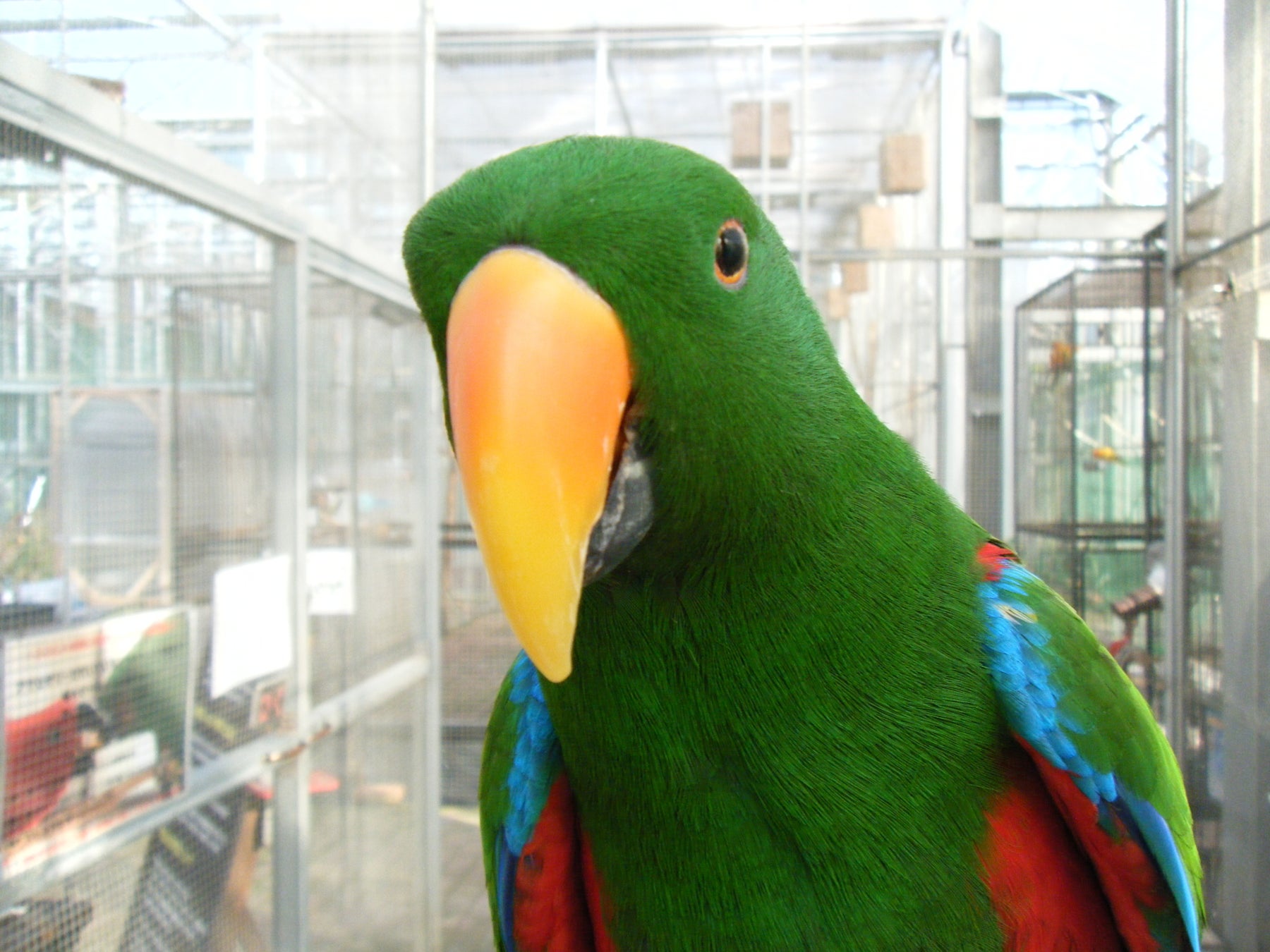 オオハナインコのゼウス君