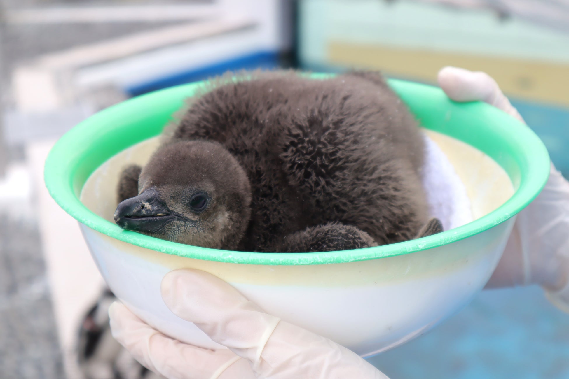 11月27日生まれの雛