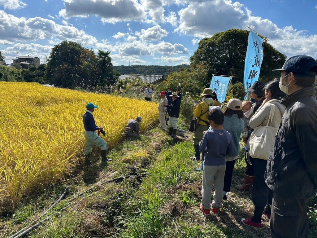 内成地区での稲刈りの様子