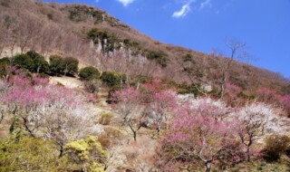 湯河原梅林・梅の宴(イメージ)