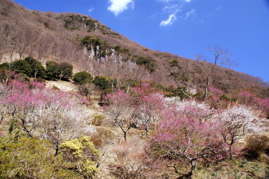 湯河原梅林・梅の宴(イメージ)