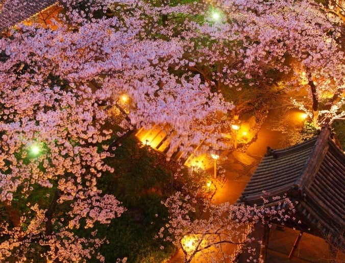幻想的な夜桜ライトアップ