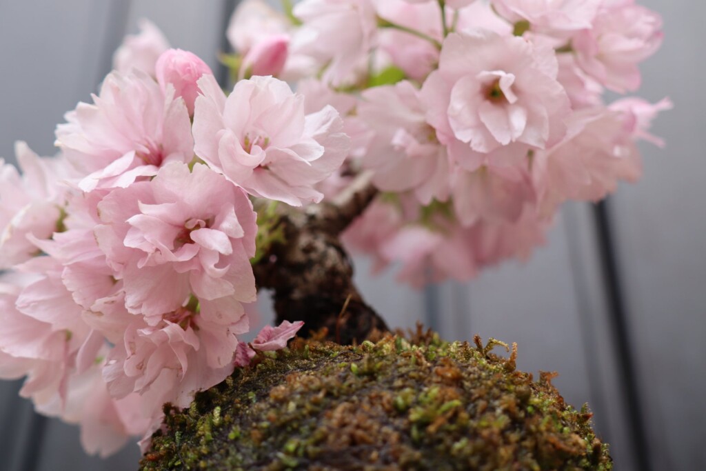 桜の苔玉(イメージ)