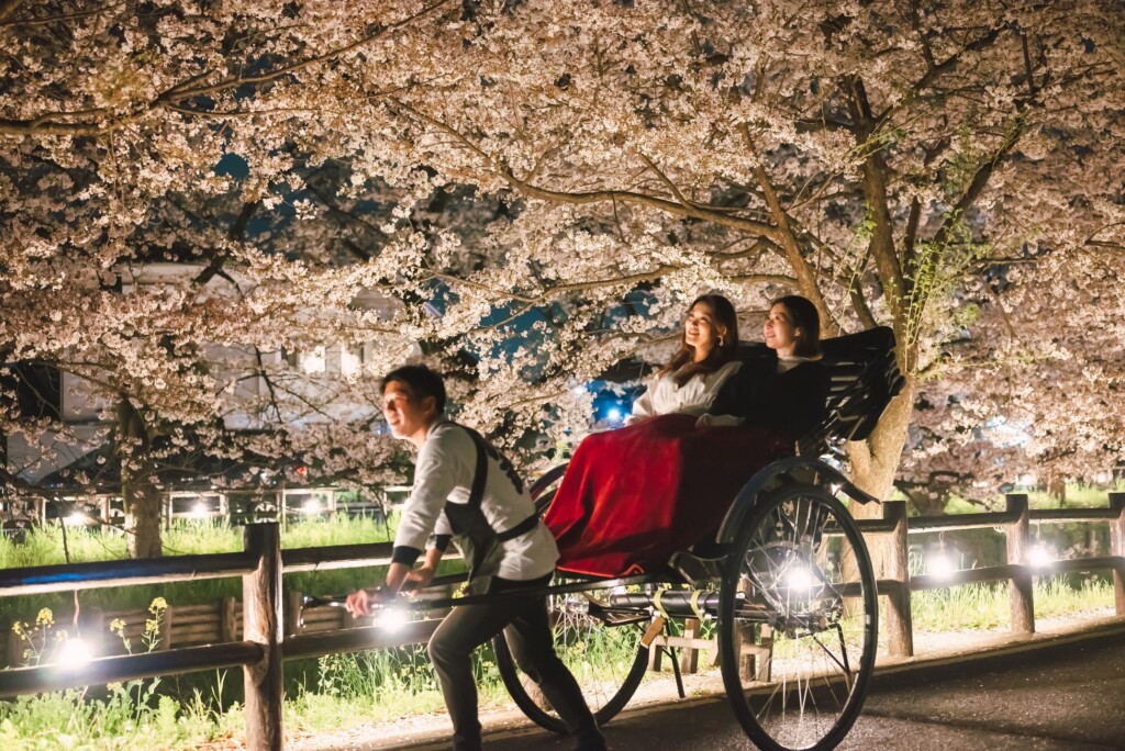 人力車で夜桜を楽しむ(イメージ)