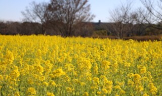 見頃を迎えた菜の花「伏見寒咲」