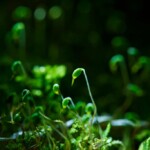 春の時期に見られる苔の胞子体「苔の花」