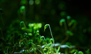 春の時期に見られる苔の胞子体「苔の花」