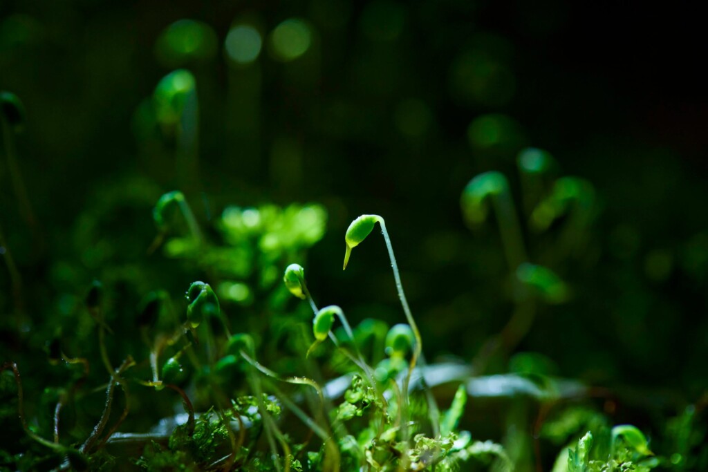 春の時期に見られる苔の胞子体「苔の花」