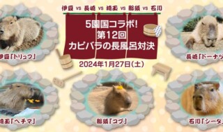 第12回 カピバラの長風呂対決