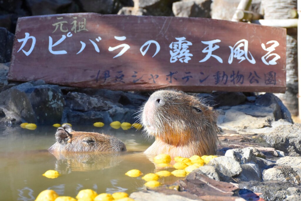 カピバラの露天風呂