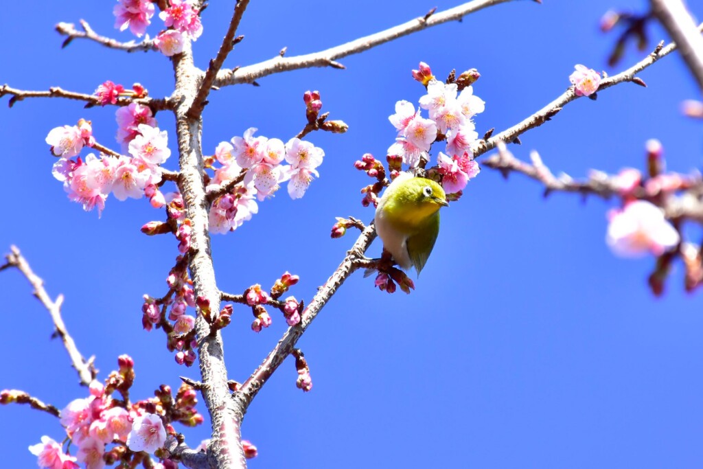 愛らしいメジロの姿も