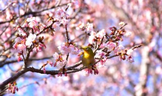 早くも寒桜が見頃