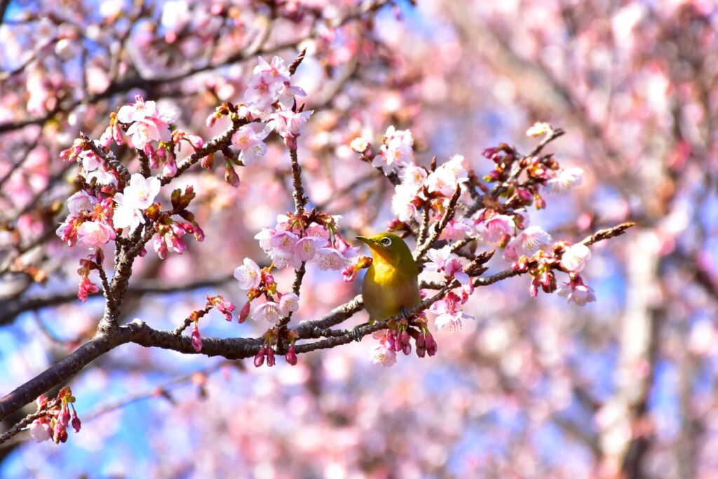 早くも寒桜が見頃